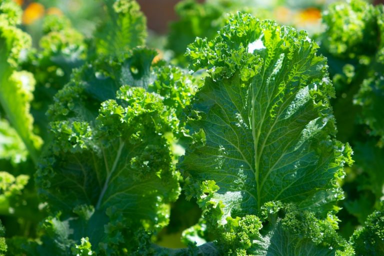 health and nutrition in boston ma